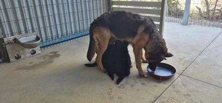 German Shepherd Dog (Long Stock Coat) for sale by NOTSRUD