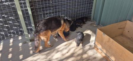 German Shepherd Dog (Long Stock Coat) for sale by NOTSRUD