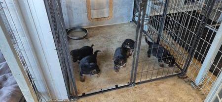 German Shepherd Dog (Long Stock Coat) for sale by NOTSRUD