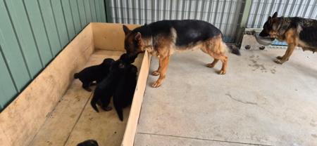 German Shepherd Dog (Long Stock Coat) for sale by NOTSRUD