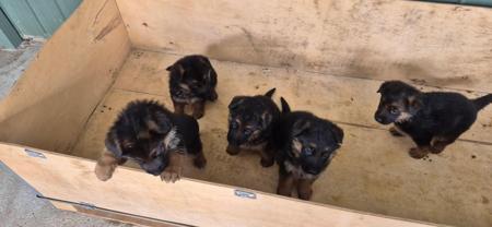 German Shepherd Dog (Long Stock Coat) for sale by ALLANBURSTON