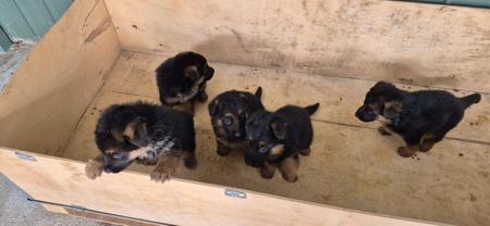 German Shepherd Dog (Long Stock Coat) for sale by NOTSRUD