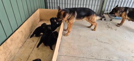 German Shepherd Dog (Long Stock Coat) for sale by NOTSRUD