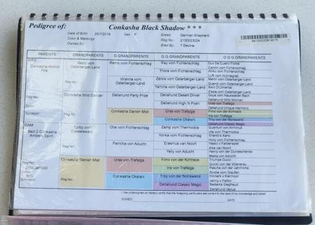 German Shepherd Dog (Long Stock Coat) for sale by NOTSRUD