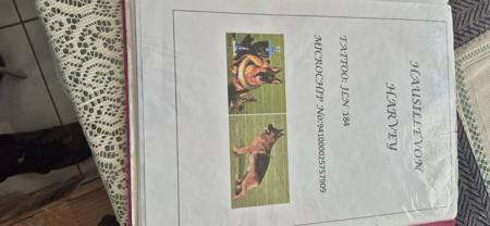 German Shepherd Dog (Long Stock Coat) for sale by NOTSRUD