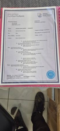 German Shepherd Dog (Long Stock Coat) for sale by NOTSRUD