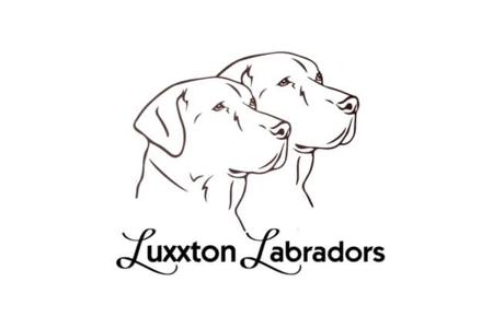Labrador Retriever for sale by LUXXTON