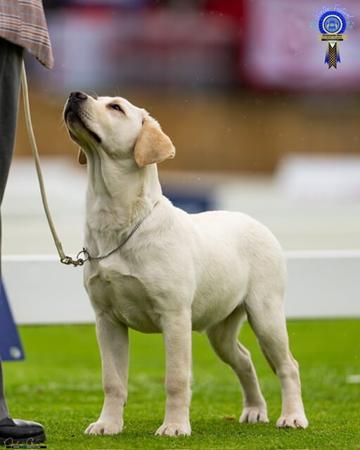 Labrador Retriever for sale by LUXXTON