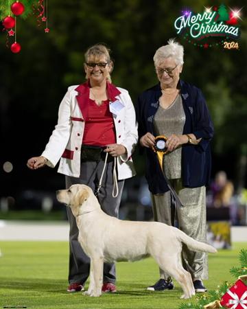 Labrador Retriever for sale by LUXXTON