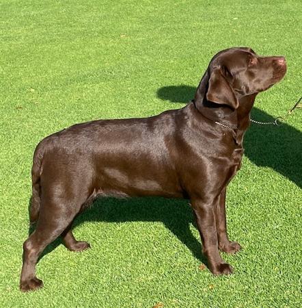 Labrador Retriever for sale by LUXXTON
