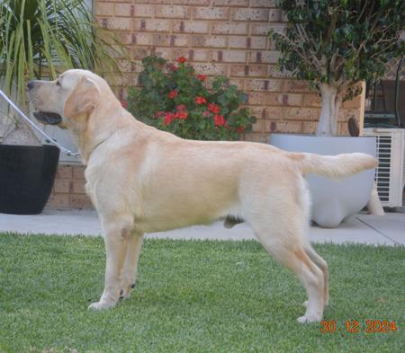 Labrador Retriever for sale by LUXXTON