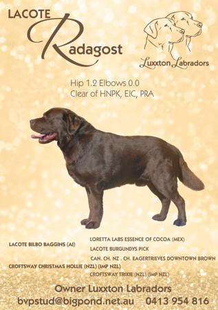 Labrador Retriever for sale by LUXXTON