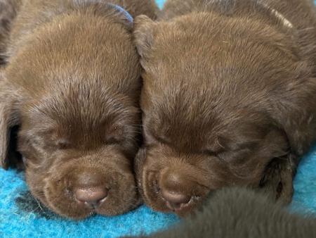 Labrador Retriever puppy for sale by LUXXTON