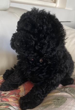 Hot gumtree poodle puppies Store
