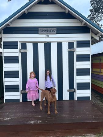 Hungarian Wirehaired Vizsla for sale by CUANNA