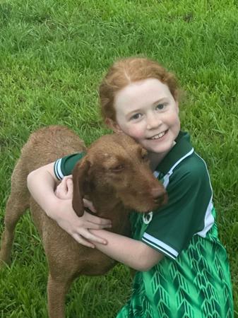Hungarian Wirehaired Vizsla for sale by CUANNA