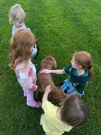 Hungarian Wirehaired Vizsla for sale by CUANNA
