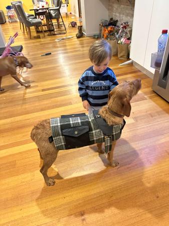 Hungarian Wirehaired Vizsla for sale by CUANNA