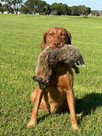 Hungarian Wirehaired Vizsla for sale by CUANNA