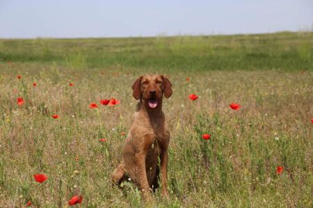 Hungarian Wirehaired Vizsla for sale by CUANNA