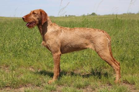 Hungarian Wirehaired Vizsla for sale by CUANNA