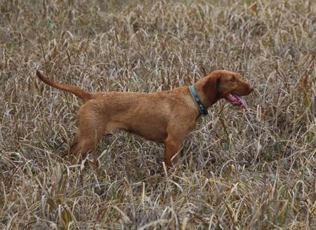 Hungarian Wirehaired Vizsla for sale by CUANNA