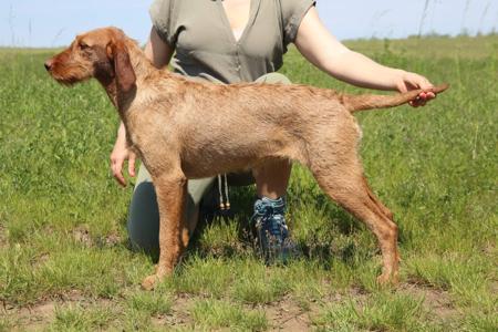 Hungarian Wirehaired Vizsla for sale by CUANNA