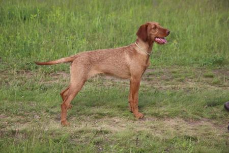 Hungarian Wirehaired Vizsla for sale by CUANNA