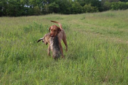 Hungarian Wirehaired Vizsla for sale by CUANNA