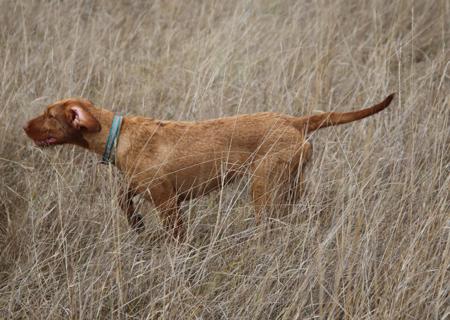 Hungarian Wirehaired Vizsla for sale by CUANNA