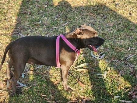 Staffordshire Bull Terrier for sale by TRUEBLUESTAF