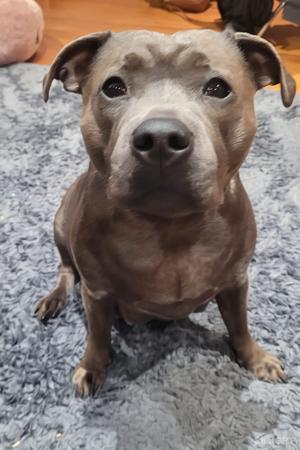 Staffordshire Bull Terrier for sale by TRUEBLUESTAF