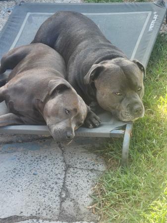 Staffordshire Bull Terrier for sale by TRUEBLUESTAF