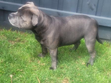 Staffordshire Bull Terrier for sale by TRUEBLUESTAF
