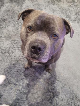 Staffordshire Bull Terrier for sale by TRUEBLUESTAFFY