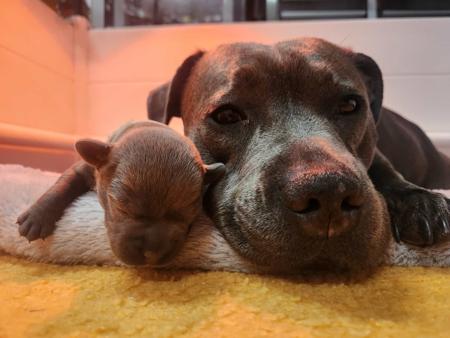 Staffordshire Bull Terrier for sale by TRUEBLUESTAF