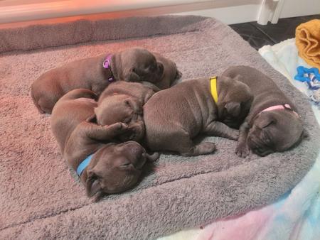 Staffordshire Bull Terrier for sale by TRUEBLUESTAF