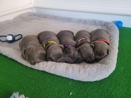 Staffordshire Bull Terrier for sale by TRUEBLUESTAF