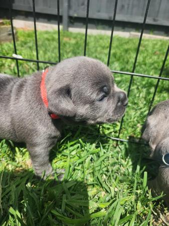 Staffordshire Bull Terrier for sale by TRUEBLUESTAF