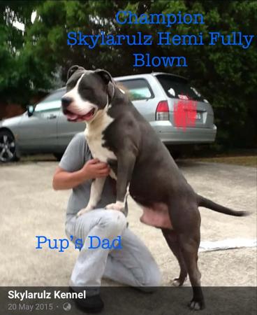 American Staffordshire Terrier for sale by BJMAMSTAFFS