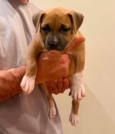American Staffordshire Terrier puppy for sale by BJMAMSTAFFS