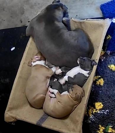 American Staffordshire Terrier puppy for sale by BJMAMSTAFFS