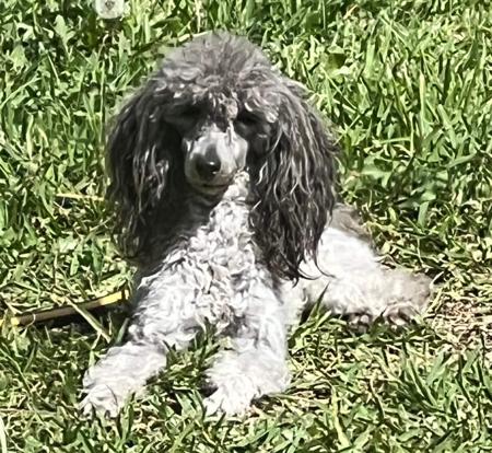 Poodle (Toy) puppy for sale by WANGJIA