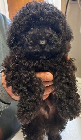 Poodle (Toy) puppy for sale by WANGJIA