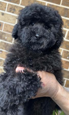 Poodle (Toy) puppy for sale by WANGJIA