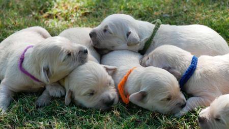 Golden Retriever for sale by TEES