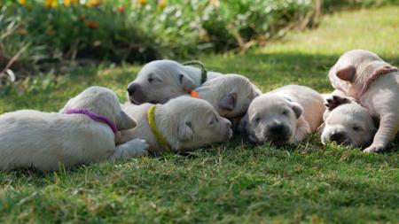 Golden Retriever for sale by TEES