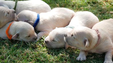 Golden Retriever for sale by TEES