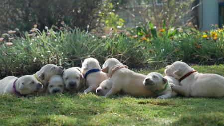 Golden Retriever for sale by MAJIKKAI