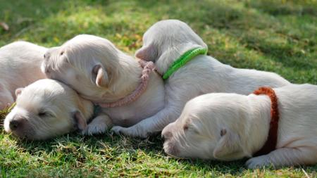 Golden Retriever for sale by TEES